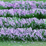 Tasma Products 00712 OO/HO Gauge Lavender Plants (125mm x 155mm Sheet)