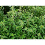 Tasma Products 00899 OO/HO Gauge Stinging Nettles (Pack 14)